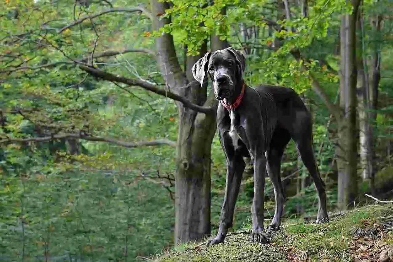 दुनिया का सबसे बड़ा कुत्ता 