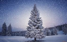 Image result for snowy  christmas trees