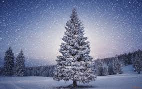 Image result for snowy christmas trees