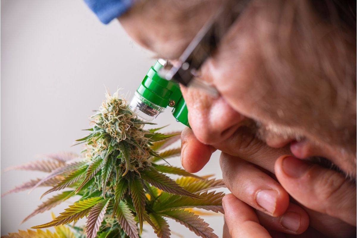 using a microscope to inspect weed trichomes on a marijuana bud