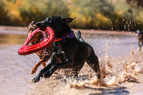 Running dog with a toy on it's mounth