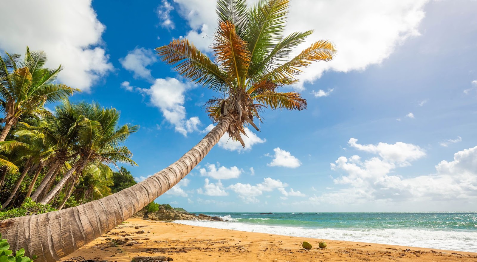 Sunny Caribbean shore with palm trees and golden sand
