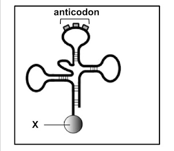 The diagram above is a representation of a tRNA molecule