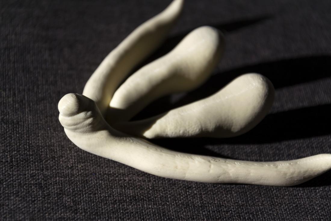 3d printed model of the clitoris