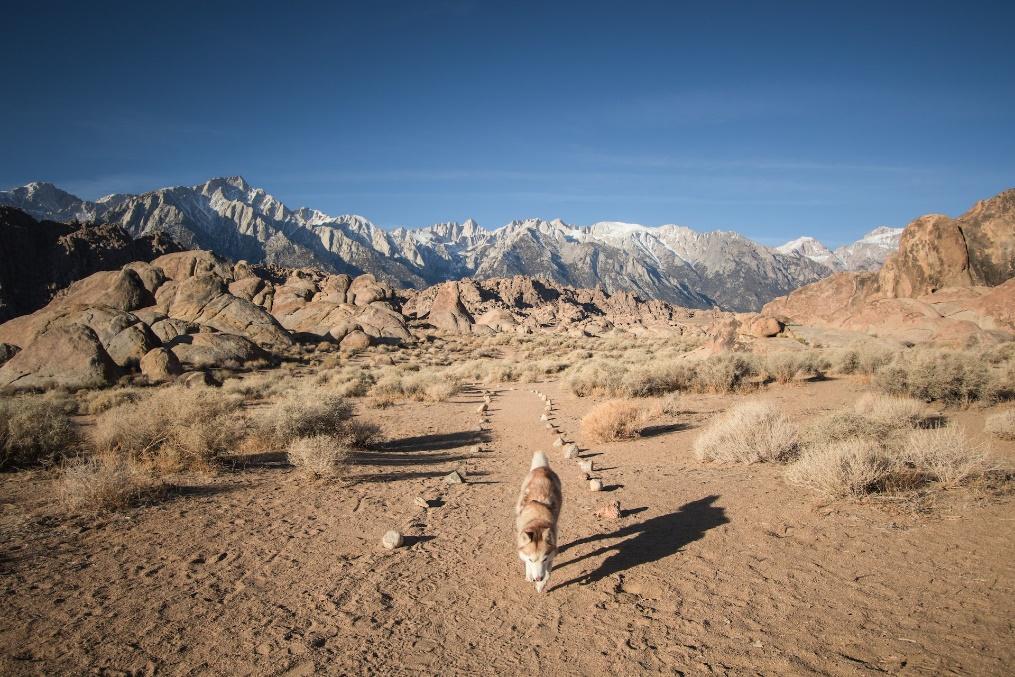 A dog taking a walk through the desert