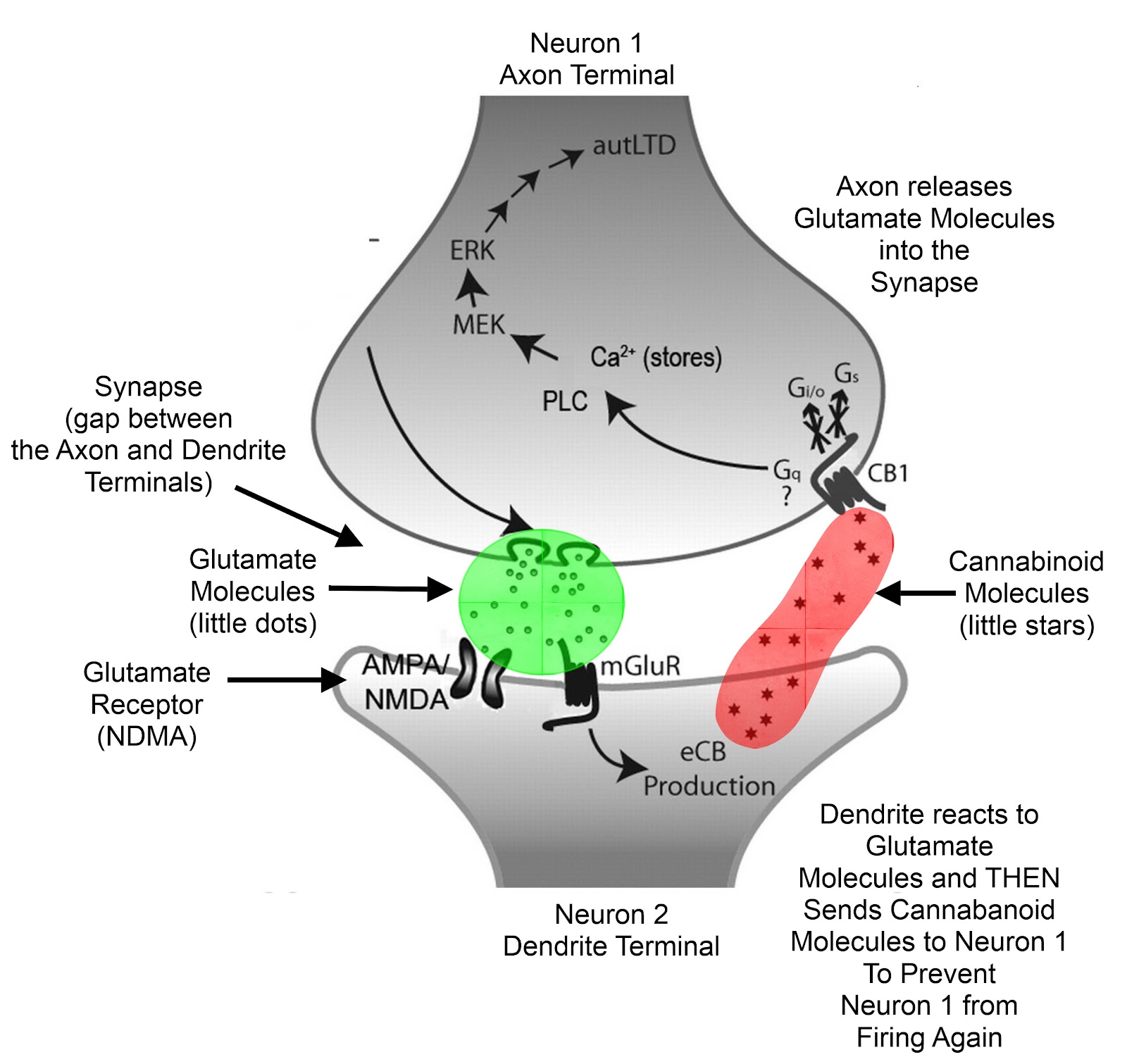 Cannbinoid Receptors in Synapse - Edited.jpg