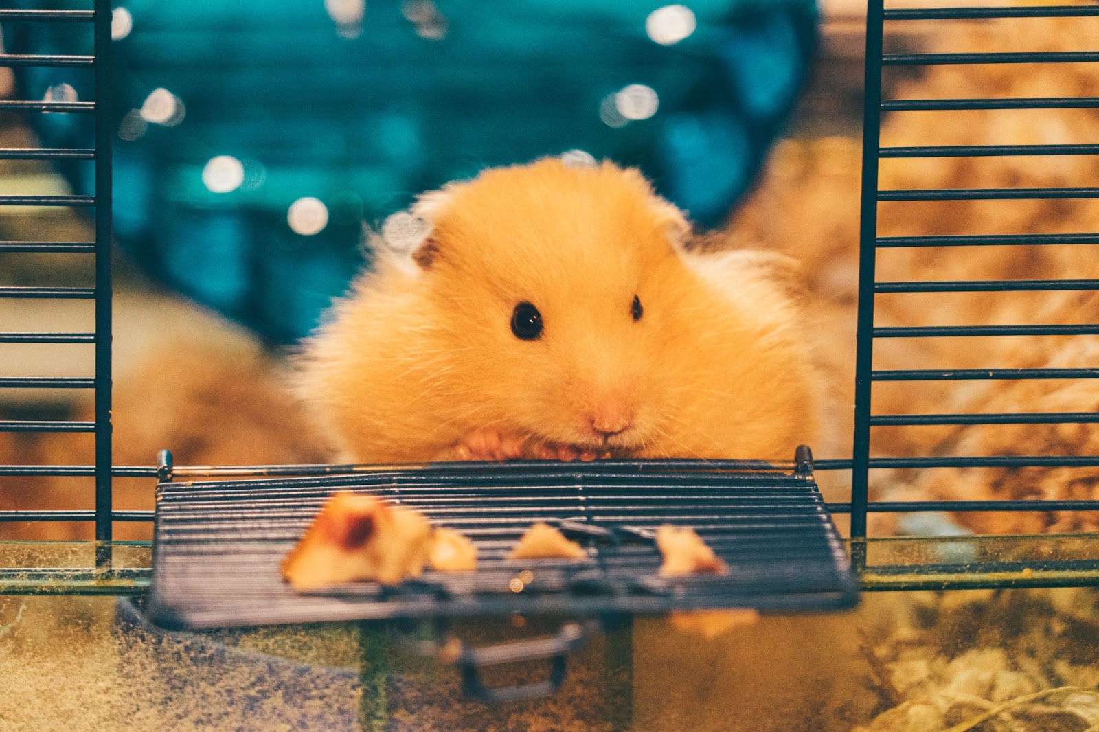 Hamster Cages | ZWyZz HhtLgl1F9KAjDacDOb7 ABOT6Msqn 4atY6uSn 6b0PULkfLR o J5ZL8HkUItl kqrXtcDorQi 4g2x8Z DS5O8cSUKadesvN17RXw czYoqLDRS8us6AxVt 2vm os3qXQzfcLjMvWp4Yo pAFIFRFBf7y5Jos7ggT5 b6 0sEGfLvN17eSUog