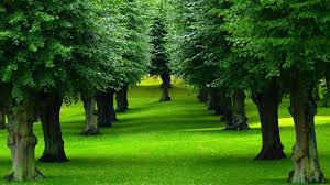 Image result for trees