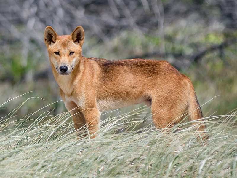 thông tin cẩn về chó dingo