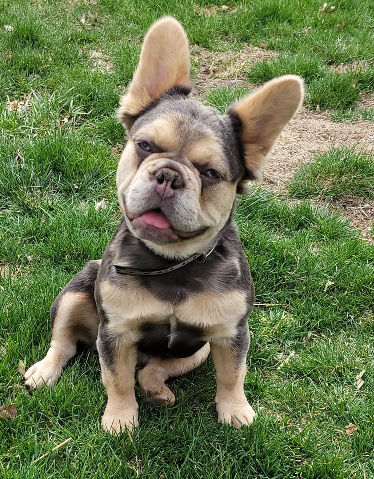 Furry French Bulldog - Everything you Need To Know