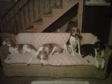 DogFam