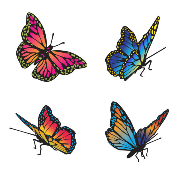 Easy Things to Draw: you can draw a butterfly 