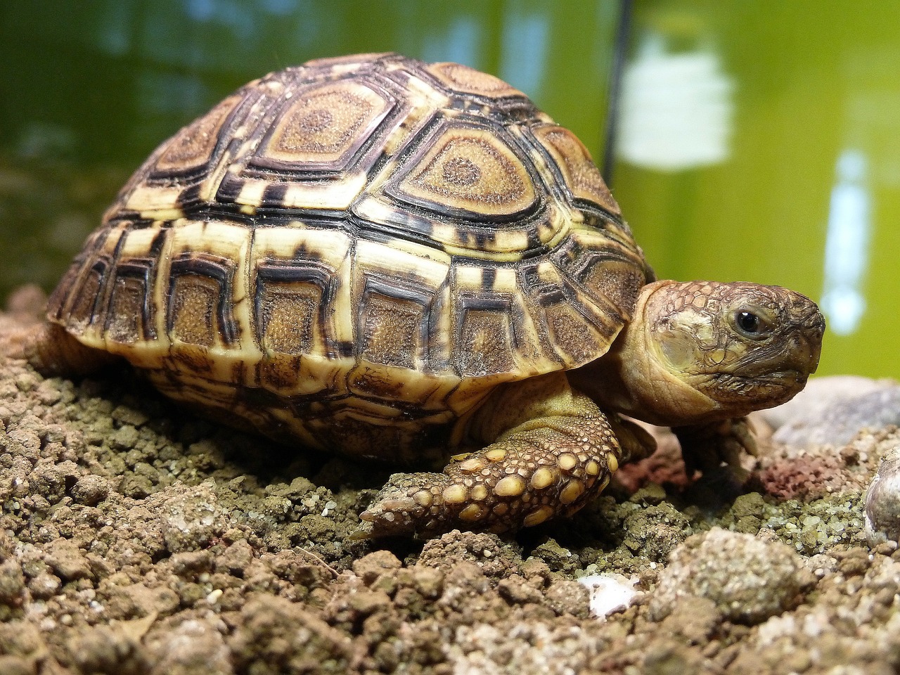 Can Tortoises Eat Blackberries