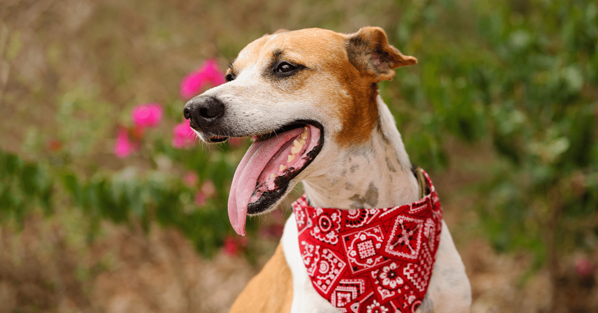 happy dog wearing red bandana