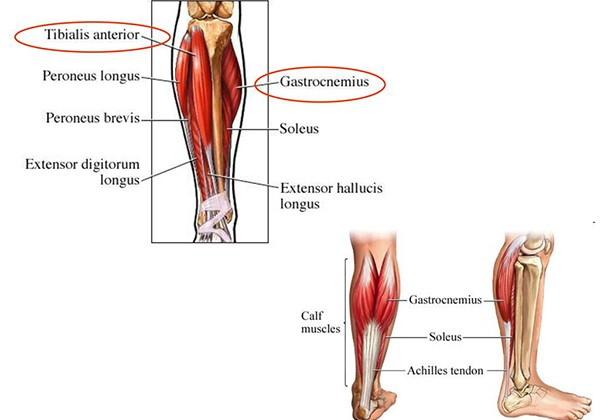 Nhóm cơ bắp chân