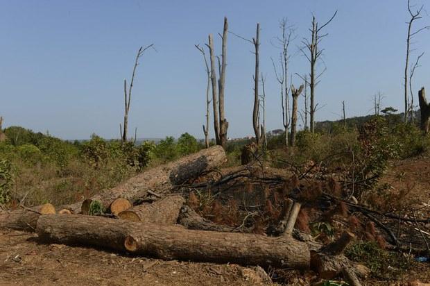 Đơn vị thuộc Bộ Quốc phòng phá rừng mở đường, Lâm Đồng yêu cầu dừng