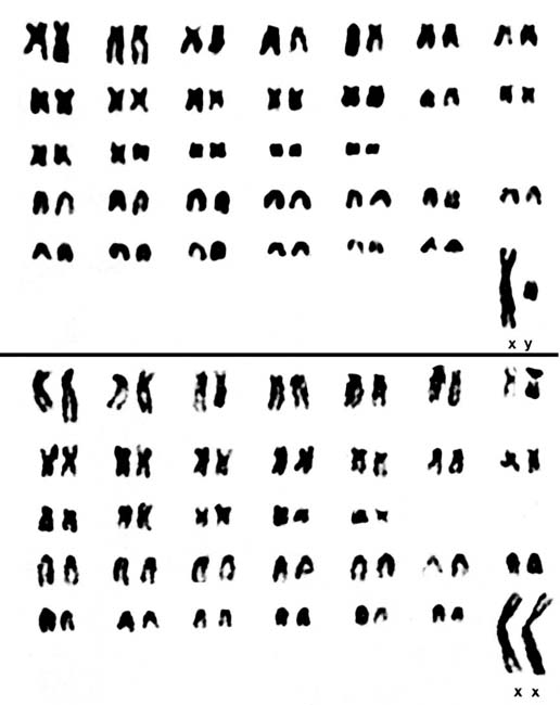 Karyotypes of male and female cpybaras.