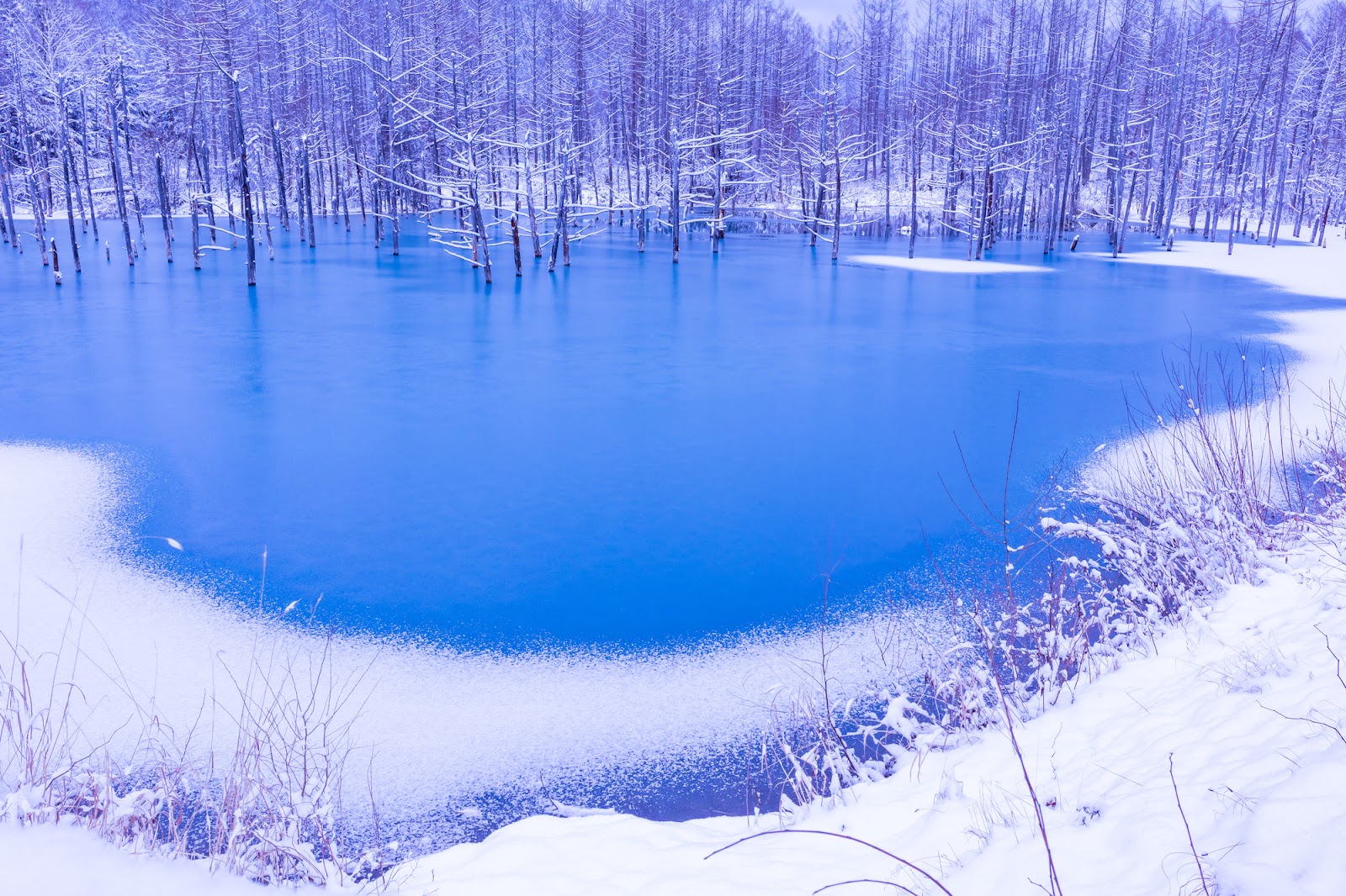 3.言葉で捕まえることができない程の、美しいブルー「青い池」