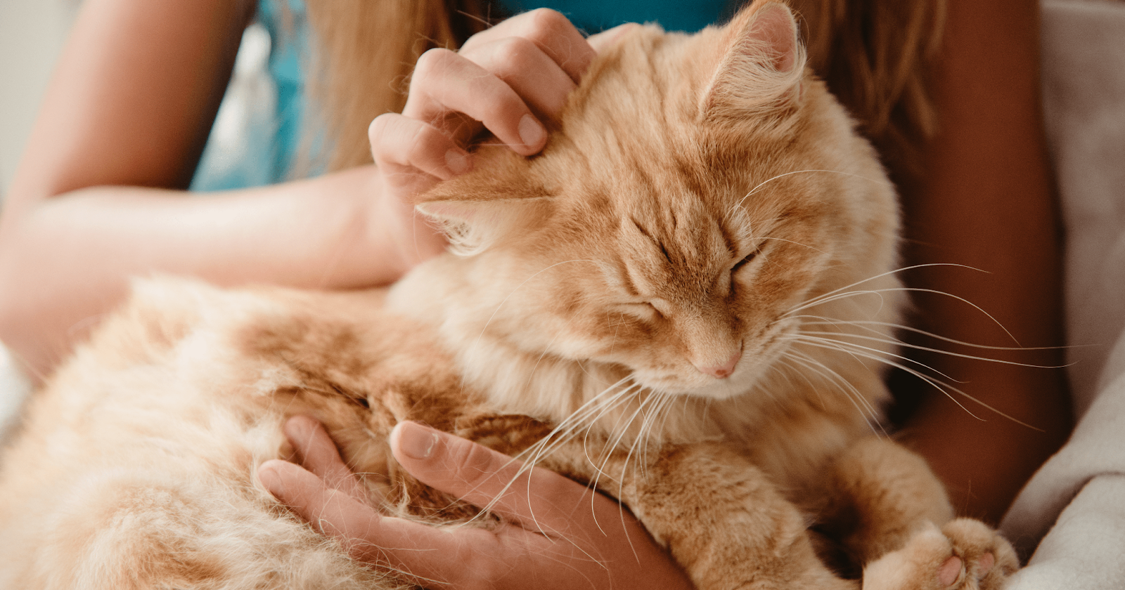 Orange tabby on a woman's lap happily being pet