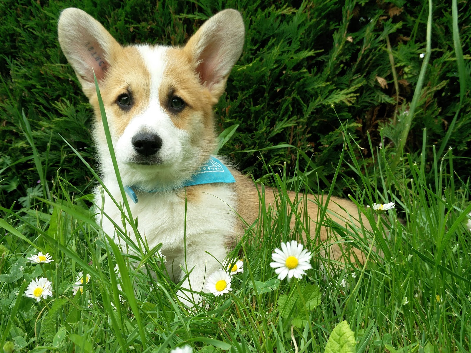 chiot Corgi à 3 mois