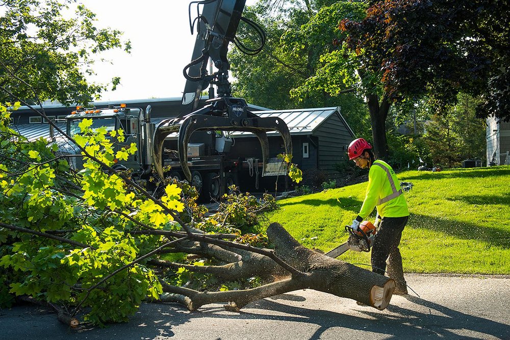 When should I seek professional assistance for birch tree removal
