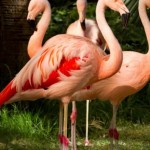 Flamingo's at Flamingo Casino Las Vegas Animal Habbitat