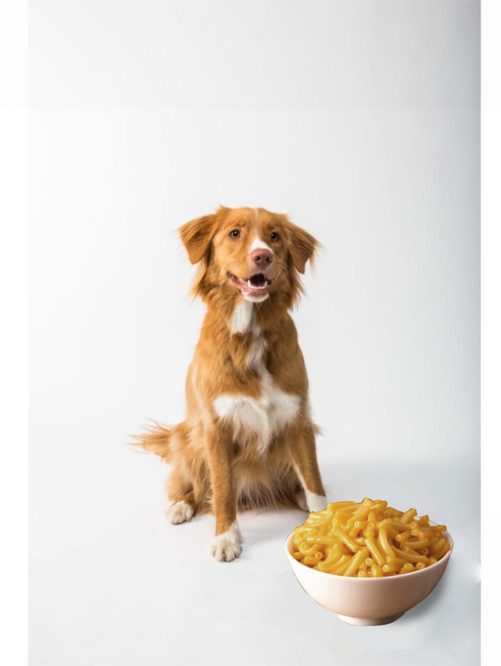 Can Dogs Eat Mac and Cheese? Everything You Need to Know