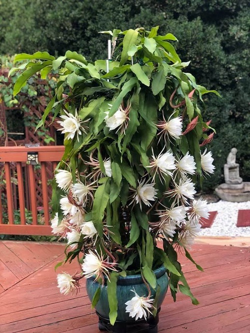 Queen of the Night (Epiphyllum oxypetalum)