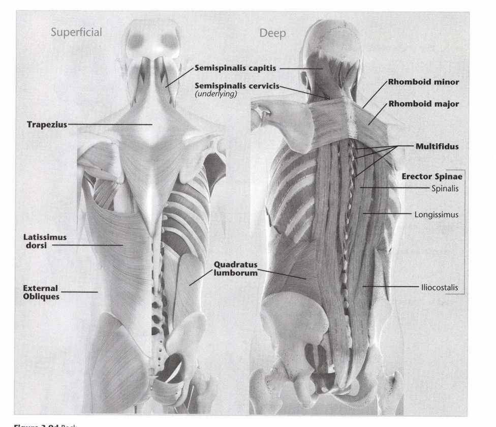 issa human anatomy of muscles
