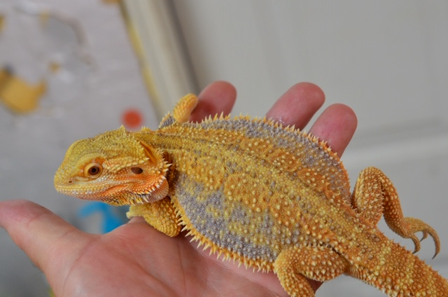 Dunner Bearded Dragons