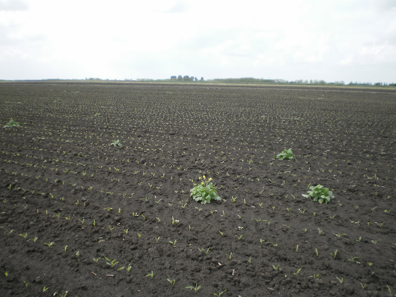 P4240070.JPG