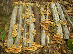 paddenstoelen kweken in de tuin Nameko