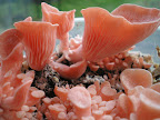 paddenstoelen kweken in de tuin P1160172