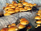 paddenstoelen kweken in de tuin Nameko%2016