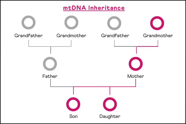Mitochondrial DNA Testing: mtDNA Inheritance. The mitochondria is inherited only from the biological mother, who passed it on all her children irrespective of the sex,