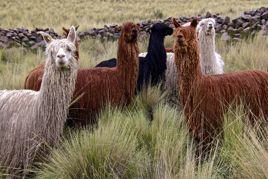 Zich afvragen kromme houding Alpacawol, duurzaam en warm - Honesse