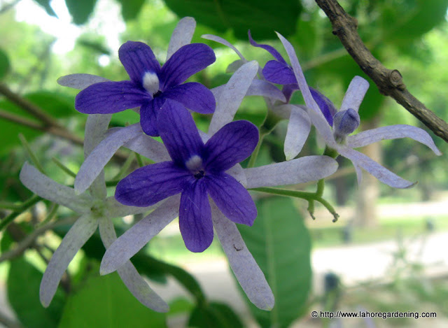 petrea volubilis purple wreath sandpaper vine flower