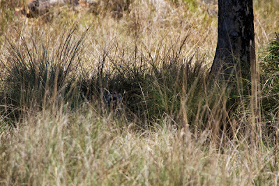 Kanha National Park: Female Royal Bengal tiger hiding in tall grass by Jonas Tonboe Christiansen.