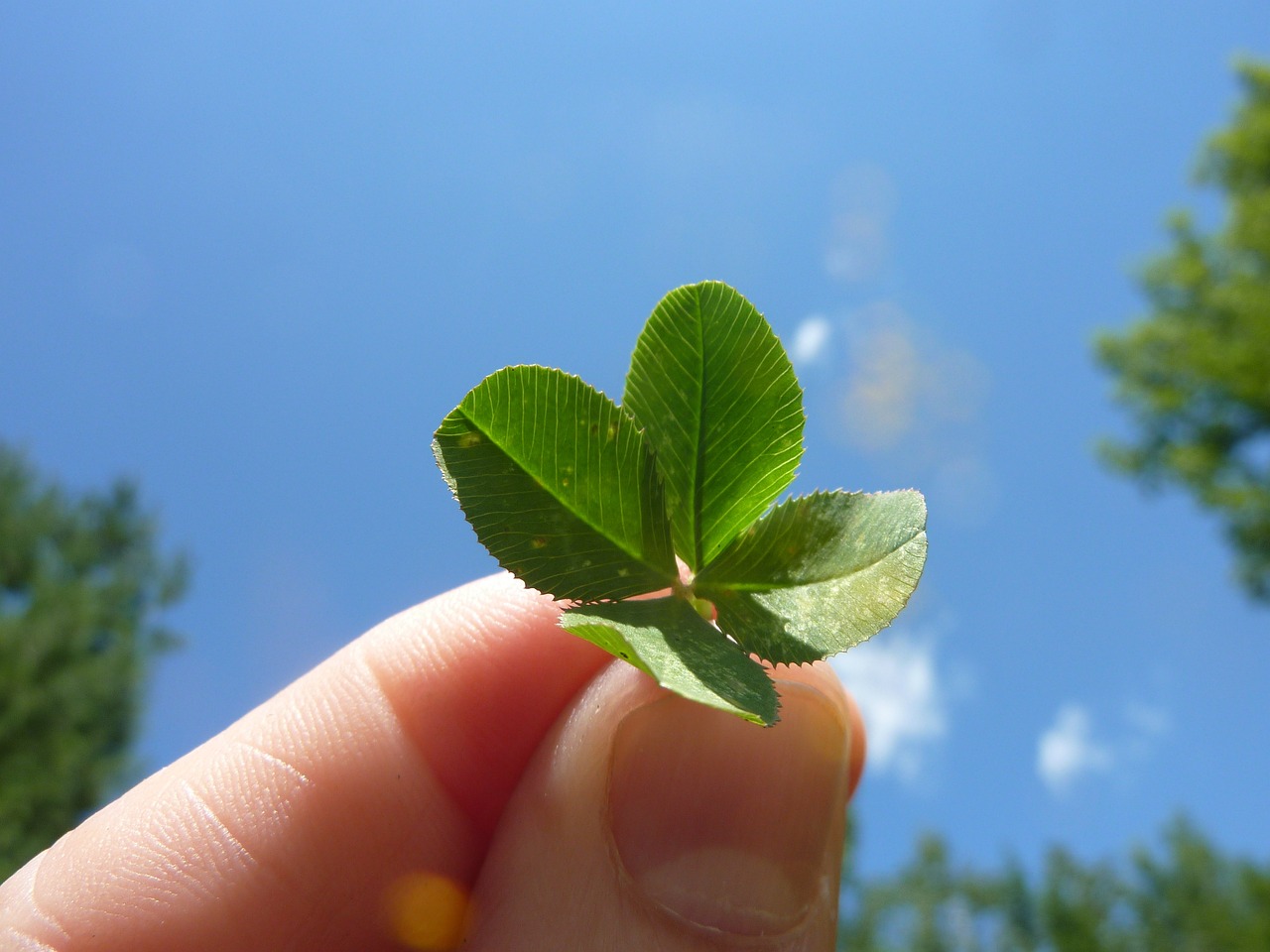 A person holding a four-leaf clover.