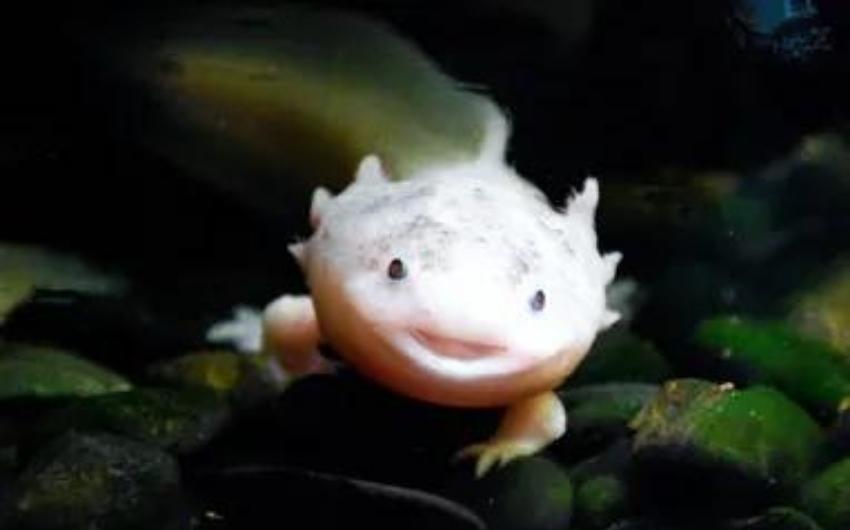 A Cute Axolotl