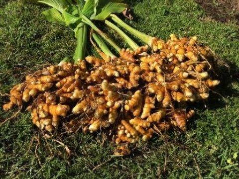 Turmeric Harvesting, Preparing & Replanting - Limestone Permaculture -  YouTube | Permaculture, Plants, Replant