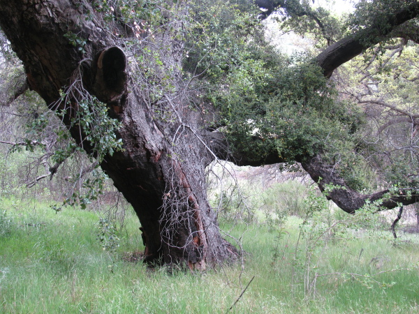 The twists and turns of another oak.