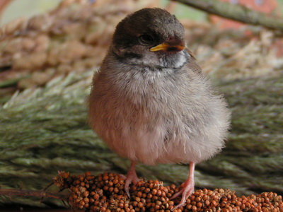 wróbel