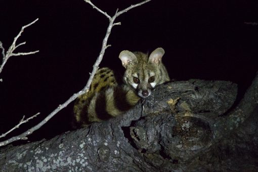 Animais da África do Sul - Pequeno animal com cara de raposa e longo rabo listrado no galho de uma árvore durante a noite.