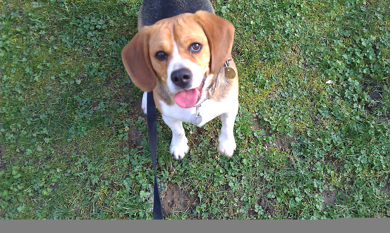 JEFF, beagle mâle 2 ans 1/2,  refuge LPA de LILLE (59) IMAG0085