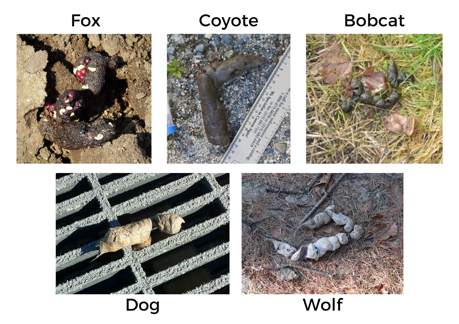Example image of the scats of foxes, coyotes, bobcats, dogs, and wolves.