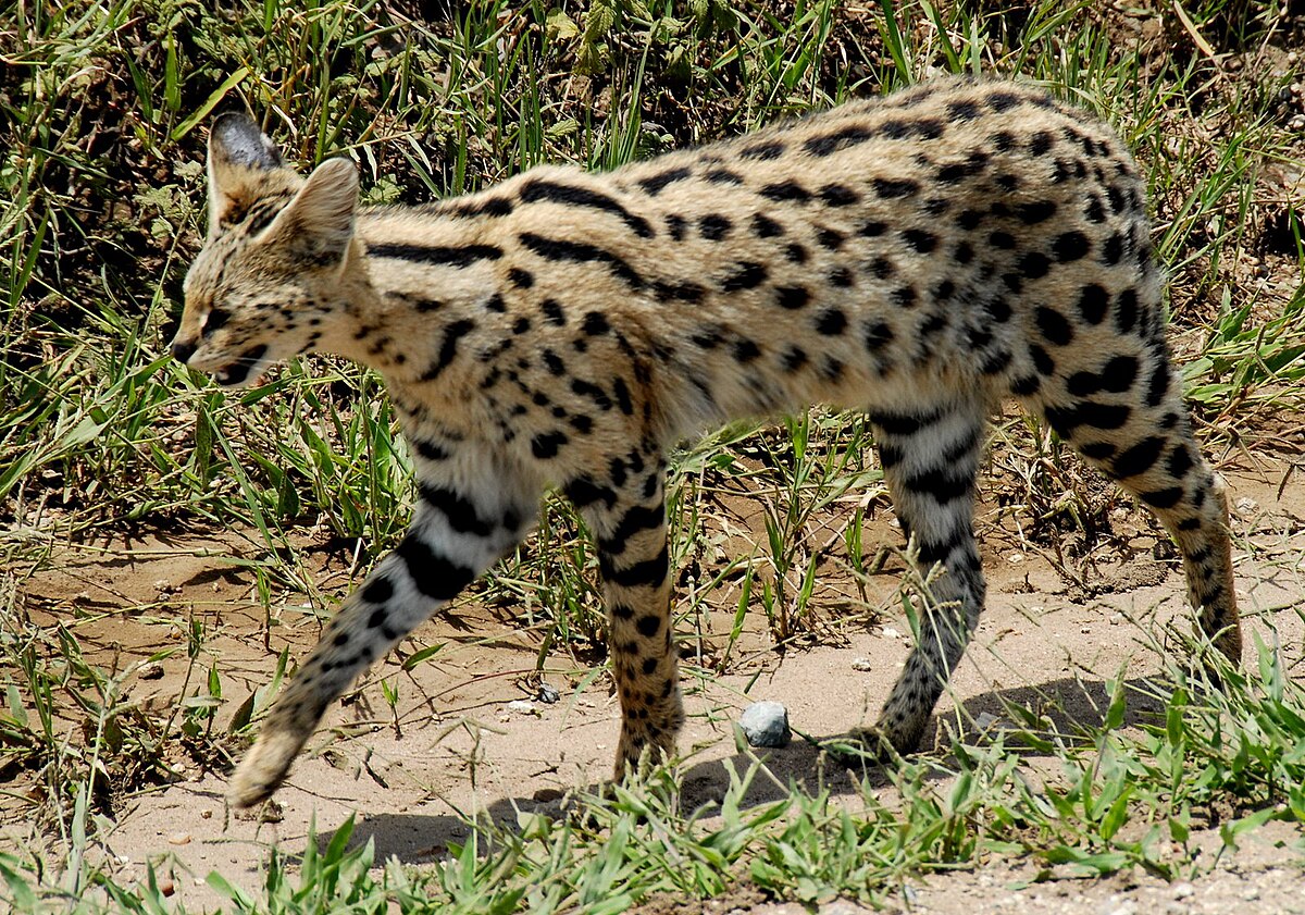 How Long Do African Servals Live