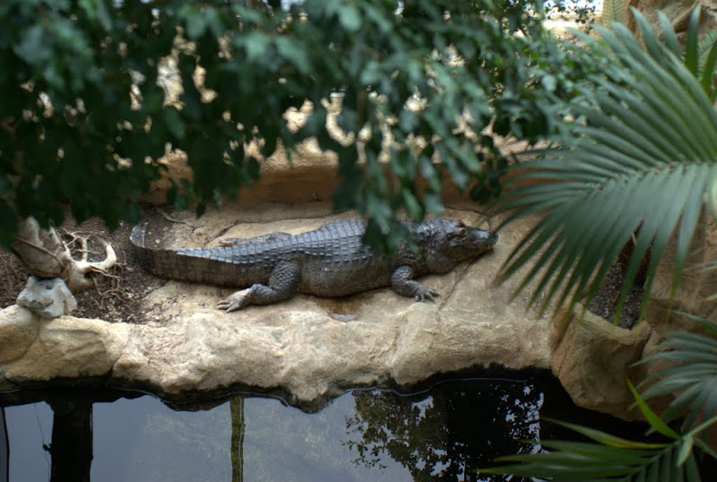 Австрия (Вена, Траункирхен, Баден, Инсбрук)