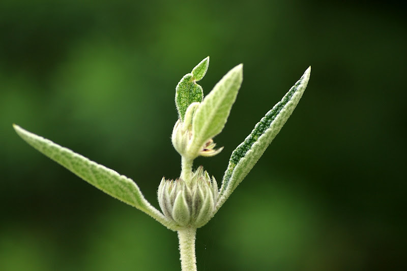 Detalhes da Natureza