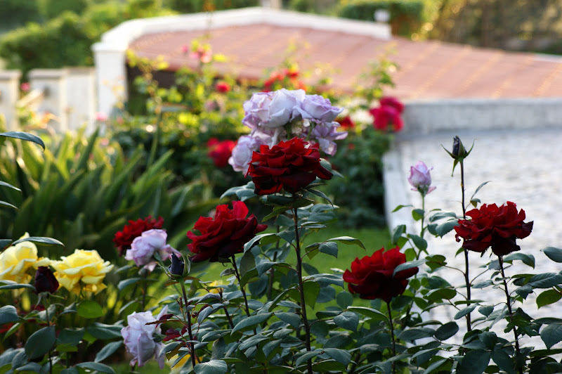 Por aí pelos quintais, Rosas